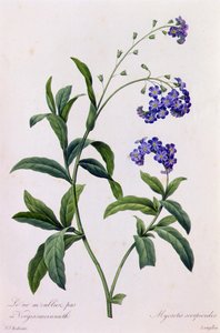 Myosotis Scorpiodes (färgad gravyr) av Pierre Joseph Redouté