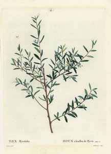 Myrtenjärnek eller myrtendahoon, Ilex myrtifolia. Handkolorerad stipplegravyr av Delaneaux efter en illustration av Pierre-Joseph Redoute från Henri Louis Duhamel du Moncels Treat des Arbres et Shrustes, Paris av Pierre Joseph Redouté