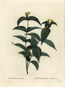 Nordlig buskkaprifol, Diervilla lonicera (Lonicera diervilla). Handkolorerad stippelgravyr av Du Ruisseau efter en illustration av Pierre-Joseph Redoute från Henri Louis Duhamel du Moncels Treat des Arbres et Shrustes, Paris av Pierre Joseph Redouté