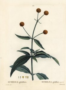 Orange-ball-tree eller orange ball buddleja, Buddleja globosa (Buddlea globiflora). Handfärgad stipplegravyr av Miss Brenet efter en illustration av Pierre-Joseph Redoute från Henri Louis Duhamel du Moncels Treat des Arbres et Shrustes, Paris av Pierre Joseph Redouté