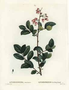 Pieris mariana (Andromeda mariana, Andromede of Maryland). Handkolorerad stipplegravyr av Renard efter en illustration av Pierre-Joseph Redoute från Henri Louis Duhamel du Moncels Treat des Arbres et Shrustes, Paris av Pierre Joseph Redouté