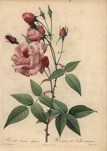 Rosa China-Rose, Rosa chinensis von Pierre Joseph Redouté