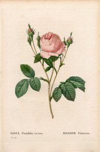Rosa Vilmorin, Rosa centifolia Vilmorin. Handfärgad kopparsticksgravyr från Pierre Joseph Redoutes "" Les Roses,"" Paris av Pierre Joseph Redouté
