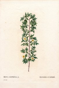 Rosa kuspidat, Rosa canina sort. Körros, Rosa aciphylla. Handfärgad kopparsticksgravyr från Pierre Joseph Redoutes "" Les Roses,"" Paris av Pierre Joseph Redouté