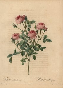Rosa Pomponrose, Rosa centifolia