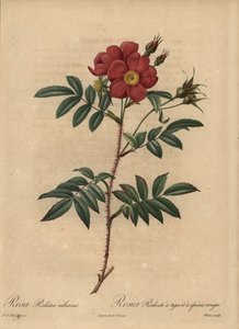 Röd ros, Rosa av Pierre Joseph Redouté