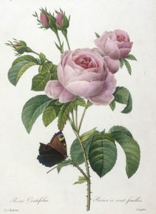 Rosa Centifolia, Rosier a cent-feuilles, från Choice Of The Most Beautiful Flowers and Most Beautiful Fruits, 1827 (handfärgad stipplegravyr)