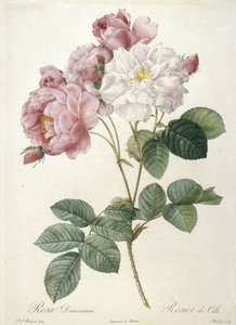 Rosa Damascena, Rosier de Cels, från Les Roses, 1817-24 (handfärgad stipplegravyr)