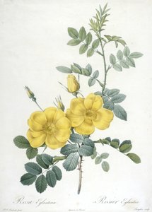 Rosa Eglanteria, Rosier Eglantier, från Les Roses, 1817-24 (handfärgad stipplegravyr) av Pierre Joseph Redouté