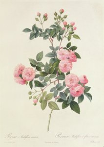 Rosa Multiflora Carnea av Pierre Joseph Redouté