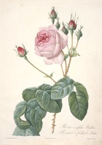 Rosa centifolia Bullata, Rosenbuske med salladsblad, från Les Roses, 1817-24 (handfärgad stipplegravyr) av Pierre Joseph Redouté