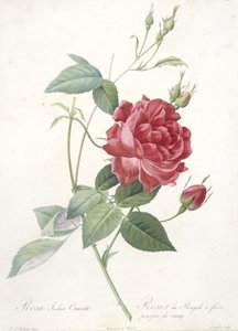 Rosa indica cruenta, Bengalrosa med blodlila blommor, från Les Roses, 1817-24 (handfärgad stipplegravyr) av Pierre Joseph Redouté