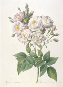 Rosa noisettiana, Rosier de Philippe de Noisette, från La Couronne des Roses, 1817-24 (handfärgad sticklinggravyr) av Pierre Joseph Redouté