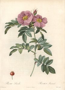 Rose of Virginia, med rosa blommor - Eau forte de Bessin, baserad på en illustration av Pierre Joseph Redoute (1759-1840), från Les Roses av Pierre Joseph Redouté