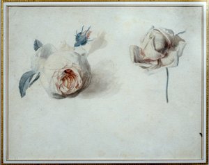 Rose studie Akvarell av Pierre Joseph Redoute (1759-1840) Malmaison från 1800-talet, slottsmuseum. av Pierre Joseph Redouté