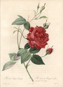 Kinesisk ros - Eau forte de Langlois, baserad på en illustration av Pierre Joseph Redoute (1759-1840), från Les Roses av Pierre Joseph Redouté