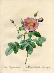 Rosier hundra blad med enkla blommor - Eau forte de Chapuy, från en illustration av Pierre Joseph Redoute (1759-1840), från Les Roses av Pierre Joseph Redouté