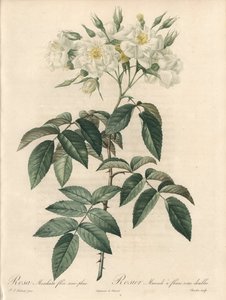 Myskros, med dubbla blommor - Etsning av Charlin, från en illustration av Pierre Joseph Redoute (1759-1840), utdrag ur Les Roses av Pierre Joseph Redouté