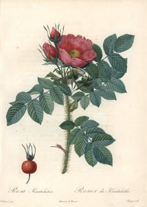 Rough rose eller Kamchatka rose - Eau forte de Chapuy, från en illustration av Pierre Joseph Redoute (1759-1840), från Les Roses av Pierre Joseph Redouté