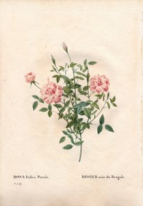 Rouletii ros, Rosa chinensis var. minima Rouletii, bengalisk dvärgros. Handfärgad kopparsticksgravyr från Pierre Joseph Redoutes "" Les Roses,"" Paris av Pierre Joseph Redouté