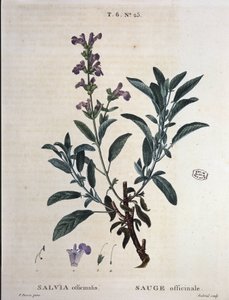 Sage officinalis - i "" New Duhamel eller avhandling om träd och buskar som längtar efter i Frankrike", teckningar av P.J. Redouté och P. Bessa, Paris av Pierre Joseph Redouté