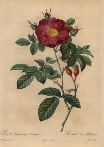 Scharlakansröd damastros, Rosa damascena av Pierre Joseph Redouté