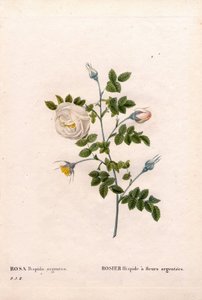 Silverblommig rose hispid, Rosa tomentosa sort, Pink Rose med silverblommor. Handfärgad kopparsticksgravyr från Pierre Joseph Redoutes "" Les Roses,"" Paris av Pierre Joseph Redouté