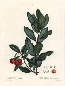 Jordgubbsträd, Arbutus unedo. Handkolorerad stippelgravyr av efter en illustration av Pierre-Joseph Redoute från Henri Louis Duhamel du Monceaus Treat des Arbres et Shrustes, Paris av Pierre Joseph Redouté