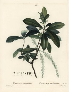Träskcyrilla, Cyrilla racemiflora. Handkolorerad stipplegravyr av De Gouy efter en illustration av Pierre-Joseph Redoute från Henri Louis Duhamel du Moncels Treat des Arbres et Shrustes, Paris av Pierre Joseph Redouté
