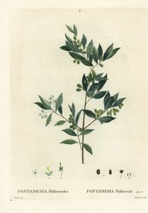 Syrisk liguster, Fontanesia phillyreoides. Handkolorerad stippelgravyr av Du Ruisseau efter en illustration av Pierre-Joseph Redoute från Henri Louis Duhamel du Moncels Treat des Arbres et Shrustes, Paris av Pierre Joseph Redouté