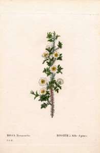 Tusenryggad ros, Rose myriacantha, Rose a Thousand-Spines. Handfärgad kopparsticksgravyr från Pierre Joseph Redoutes "" Les Roses,"" Paris av Pierre Joseph Redouté
