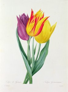 Tulipa Gesneriana (färgad gravyr) av Pierre Joseph Redouté
