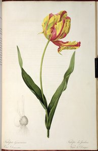 Tulpan gesneriana drakar, från 