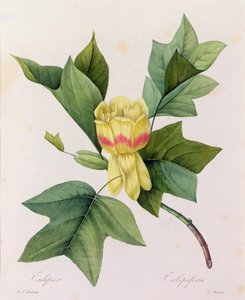 Tulipifera (färgad gravyr) av Pierre Joseph Redouté