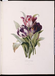 Tulpaner, från "A Fine Series of Floral Buquets" av Pierre Joseph Redouté