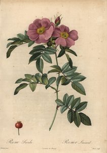 Violett Virginiaros, Rosa virginiana av Pierre Joseph Redouté