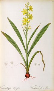 Wachendorfia Thyrsiflora, från "Les Liliacees", ca 1805 (färggravyr)