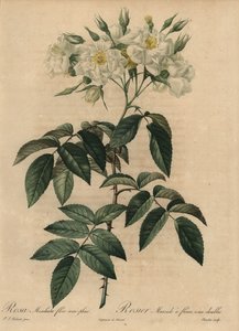 Vit myskros, Rosa moschata av Pierre Joseph Redouté