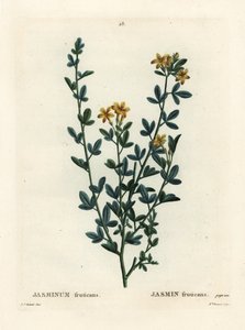 Vild eller gul Jasmin, Jasminum fruticans. Handfärgad stipplegravyr av Miss Brenet efter en illustration av Pierre-Joseph Redoute från Henri Louis Duhamel du Moncels Treat des Arbres et Shrustes, Paris av Pierre Joseph Redouté
