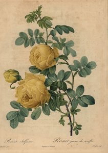 Gul svavelros, Rosa hemisphaerica av Pierre Joseph Redouté