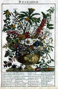 December, från "The Flower Garden Displayed" av Robert Furber (ca 1674-1756), graverad av James Smith, pub. 1732 (färgat gravyr)