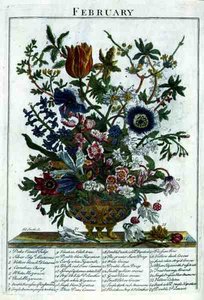 Februari, från "The Flower Garden Displayed" av Robert Furber (ca 1674-1756), graverad av James Smith, pub. 1732 (färgat gravyr)