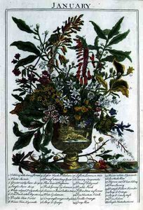 Januari, från "The Flower Garden Displayed" av Robert Furber (c.1674-1756), graverad av James Smith, pub. 1732 (färgad gravyr)