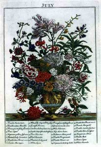 Juli, från "The Flower Garden Displayed" av Robert Furber (c.1674-1756), graverad av James Smith, pub. 1732 (färgad gravyr)