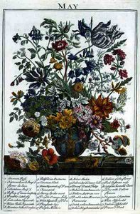 Maj, från "The Flower Garden Displayed" av Robert Furber (c.1674-1756), graverad av James Smith, pub. 1732 (färgad gravyr)