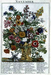November, från "The Flower Garden Displayed" av Robert Furber (c.1674-1756), graverad av James Smith, pub. 1732 (färgad gravyr)