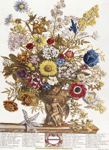 november, från "Twelve Months of Flowers"
