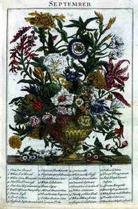 September, från "The Flower Garden Displayed" av Robert Furber (c.1674-1756), graverad av James Smith, pub. 1732 (färgad gravyr)