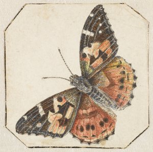 Tistelfjäril (Vanessa cardui) av Pieter Barbiers (possibly)