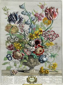 april, från "Tolv månaders blommor", 1730 av Pieter Casteels